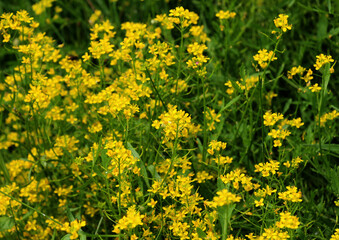 Fototapeta premium Water horseradish (Rorippa) grows in nature