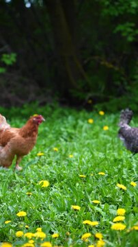 Chickens walking in a green meadow outdoors