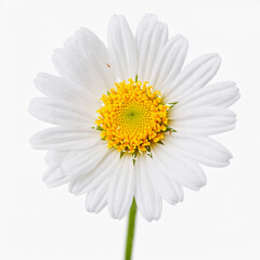 A white flower with yellow centers