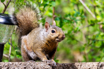 Obraz premium An Eastern gray squirrel (Sciurus carolinensis) pauses on a stone ledge in a Waukesha, Wisconsin garden during a bright, sunny afternoon in May.