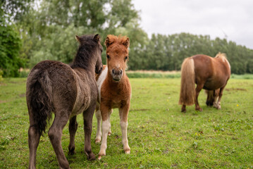 Obraz premium Two pony foals standing together on green meadow with mare in countryside pasture