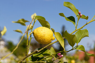 Close-up of a ripe lemon hanging on a tree with leaves and flower buds.