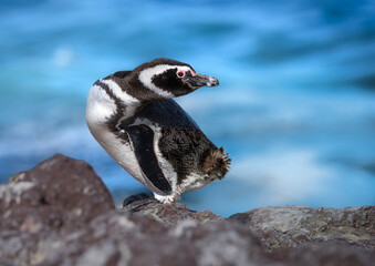 ping&uuml;ino de magallanes parado en una piedra mirando hacia atras