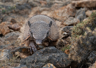 Armadillo, mulita o peludo, mam&iacute;fero cavador