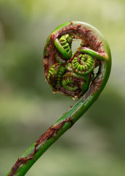 Hapu'u 'I'i Hawaiian Tree Fern Fiddlehead Close-Up, Hawaii Volcanoes National Park