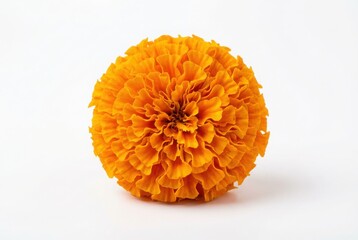 A vibrant orange marigold flower with intricate petals against a white background isolated on white background
