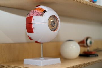 Anatomical model of the human eye on a stand, an educational medical object in the interior
