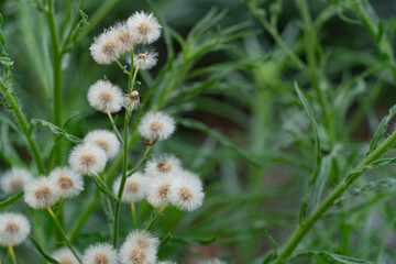 Obraz premium Fluffy Wildflowers with Green Foliage Background