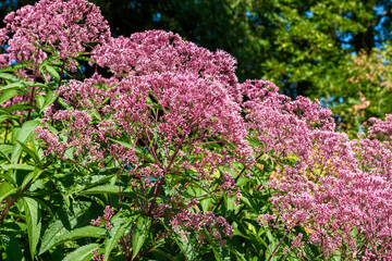 Obraz premium Eutrochium fisrulosum Riesenschirm Detail Blüte