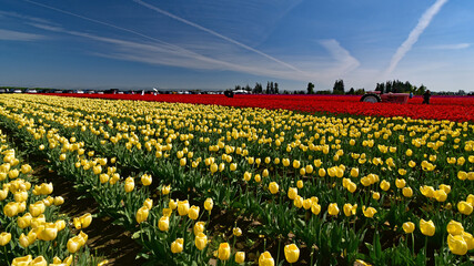 Vibrant Yellow and Red Tulip Fields at Wooden Shoe Festival, Willamette Valley Oregon © Michael