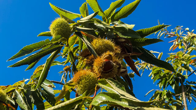 Chestnut tree full of hedgehogs and chestnuts falling off