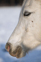 A close-up of the head of a beautiful white Arabian horse. A calm, closed eye, relaxed, stress-free, calm. The background is horse emotions.