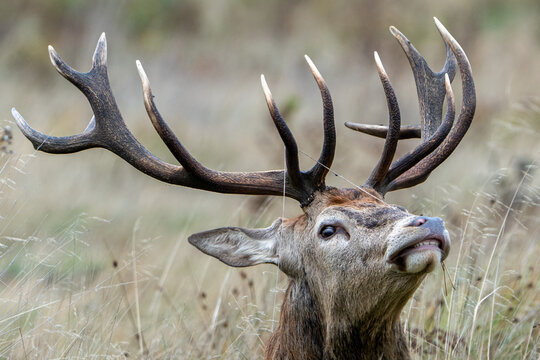 Red deer.