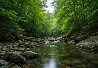 Fototapeta premium Clear flowing water winding through rocks and dense green forest creating a peaceful and refreshing natural landscape scene ,stream ,outdoor ,summer