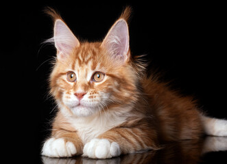 Beautiful cute maine coon kitten on blue background in studio, isolated.