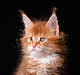 Beautiful cute maine coon kitten on blue background in studio, isolated.