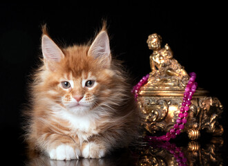 Beautiful cute maine coon kitten on blue background in studio, isolated.