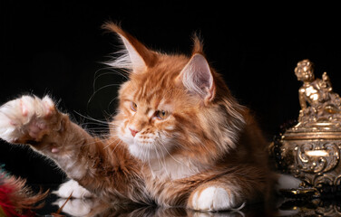 Beautiful cute maine coon kitten on blue background in studio, isolated.