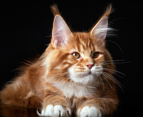 Beautiful cute maine coon kitten on blue background in studio, isolated.