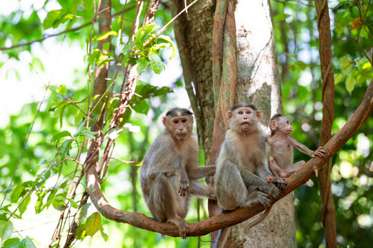 Barbary macaque ape, rhesus monkey family with baby on tropical jungle tree, India, rainforest animal, wildlife bonding and relationship 
