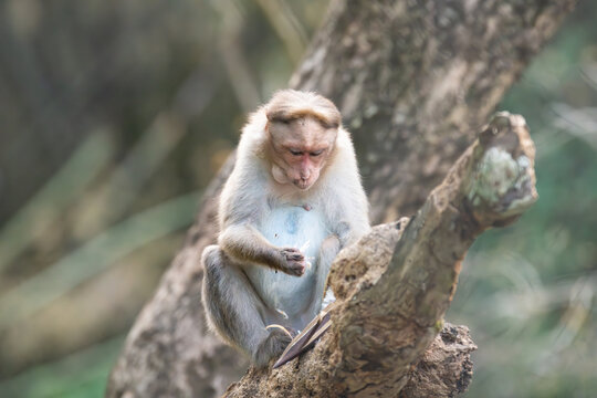 Barbary macaque ape, rhesus monkey sitting on a tree, wildlife of periyar in India, jungle and rainforest animal 