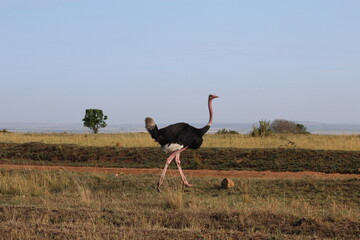 Ostrich walking in African savanna, Maasai Mara, Kenya