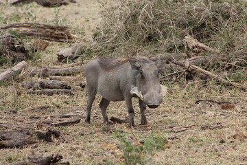 Fototapeta premium Warthog standing in Amboseli bushland, Kenya safari wild pig in natural habitat