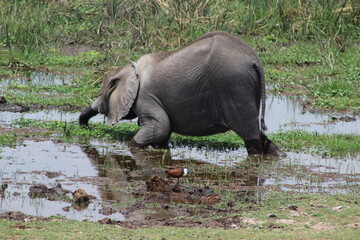Fototapeta premium African elephant in wetland, Amboseli Kenya