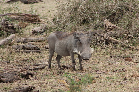 Warthog standing in Amboseli bushland, Kenya safari wild pig in natural habitat