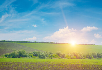 Peaceful rural panorama showing sprouting corn plants cultivated field bordered by foliage horizon hill golden dawn light vibrant blue sky white clouds