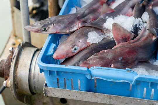 Fresh Spiny Dogfish Shark.Fresh caught Spiny Dogfish for sale on Fishermen&rsquo;s Wharf.
