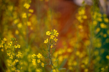 Fototapeta premium Soft focus yellow wildflowers blooming in natural sunlight with dreamy bokeh background, capturing spring nature scenery and peaceful countryside atmosphere.