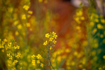 field of yellow flowers, mustard flowers field in India, beautiful yellow color mustard flower in India, mustard flowers landscape.