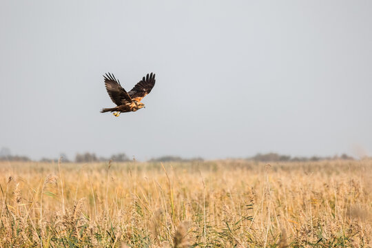 Flying Western Marsh Harrier (Circus aeruginosus), a bird of prey from Eurasia and Africa, hovering in the field, spring period