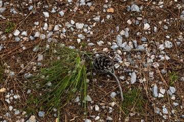 Fototapeta premium Close up of a brown pine cone with green needles on a ground covered with small stones in Izmir, Turkey. Natural forest floor texture at the Kadifekale fortress on a cloudy day
