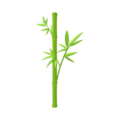 Bamboo stalk with green leaves isolated on white background botanical vector illustration