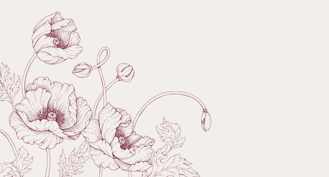 Poppy flowers background. Detailed hand drawn ink illustration for invitation, line tattoo art or save the date