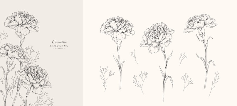 Set of carnation flowers and brunch. Spring hand drawn illustration floral elements for Mothers day, wedding invitation and line art