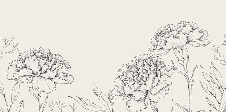 Spring background with carnation flowers and brunch. Spring detailed hand drawn illustration for Mothers day, wedding invitation and line art