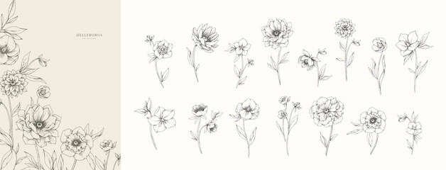 Fototapeta premium Set of hellebore flowers, leaves and brunch. Detailed hand drawn ink illustration floral elements for invitation, wallpaper art