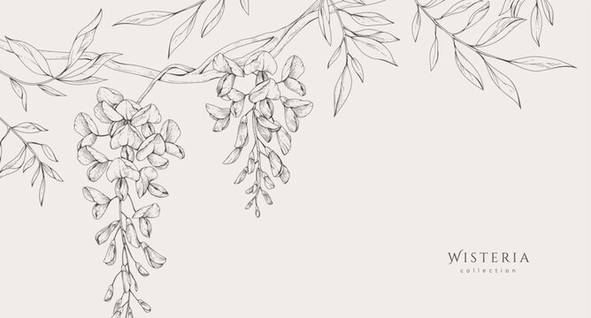 Wisteria blooming. Spring background with flowers and brunch. Detailed botanic floral collection for Valentines day invitation, wallpaper art or save the date