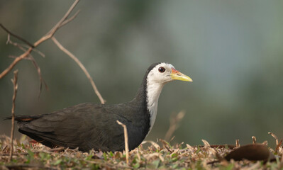 Obraz premium A white-breasted waterhen (Amaurornis phoenicurus).