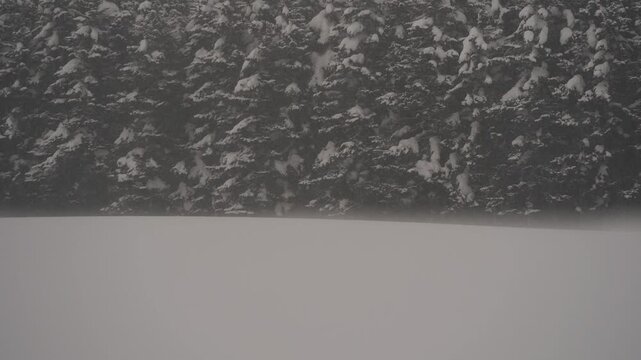 雪原と針葉樹の森