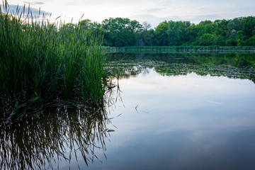 Vibrant green reeds are mirrored in a calm Waukesha, Wisconsin pond during the peaceful transition of an early June evening at twilight.