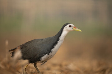 Obraz premium A white-breasted waterhen (Amaurornis phoenicurus).