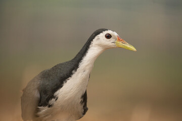 Obraz premium Clseup of a white-breasted waterhen (Amaurornis phoenicurus).