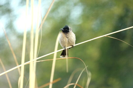 white spectacle bulbul sitting on a branch 

photography by munish verma itsmemunishverma@gmail.com