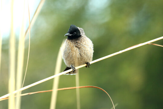 white spectacle bulbul sitting on a branch 

photography by munish verma itsmemunishverma@gmail.com