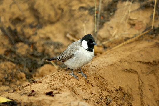 white spectacle bulbul found in asia

photography by munish verma itsmemunishverma@gmail.com