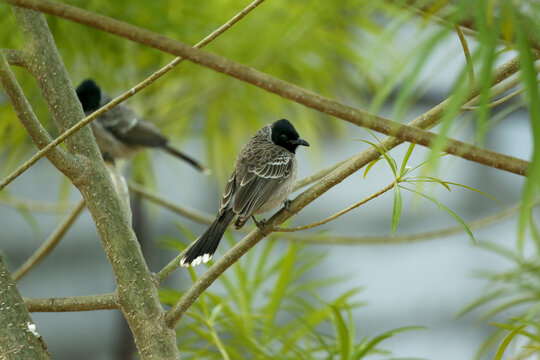 white spectacle bulbul sitting on a branch 

photography by munish verma itsmemunishverma@gmail.com
